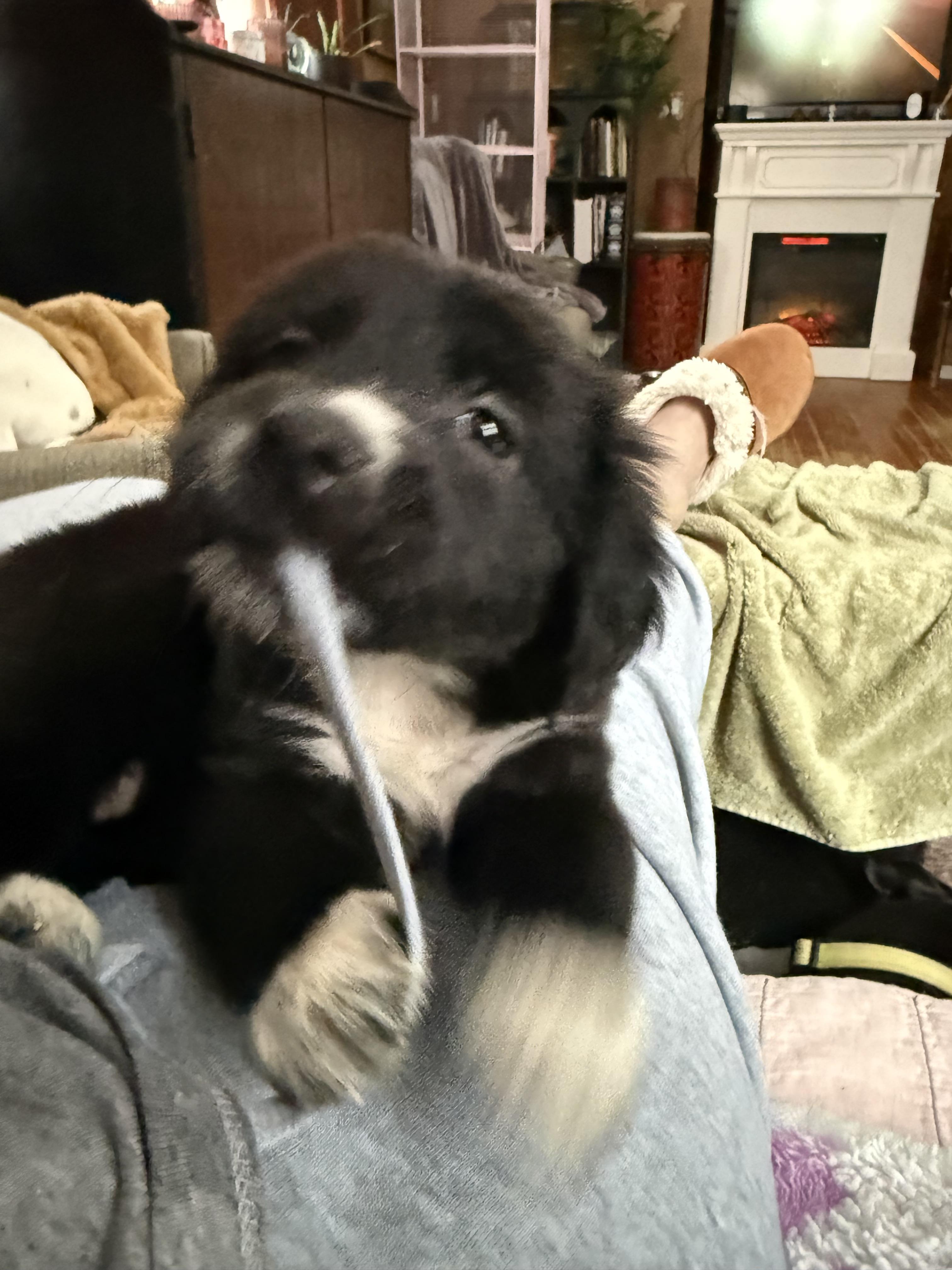 Kya, a ADOPTABLE mixed breed in Albany, NY image 3/4