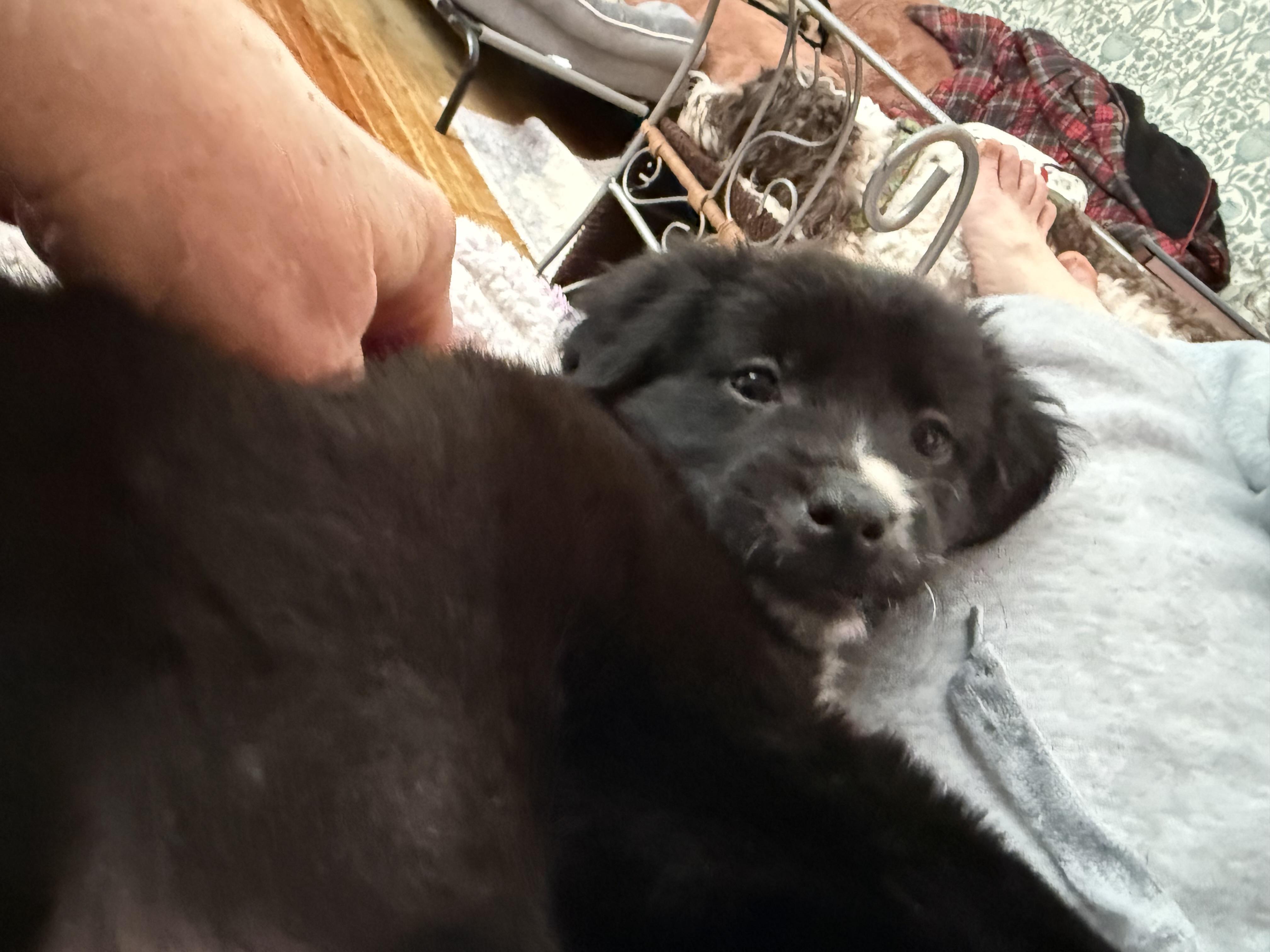 Kya, a ADOPTABLE mixed breed in Albany, NY image 4/4