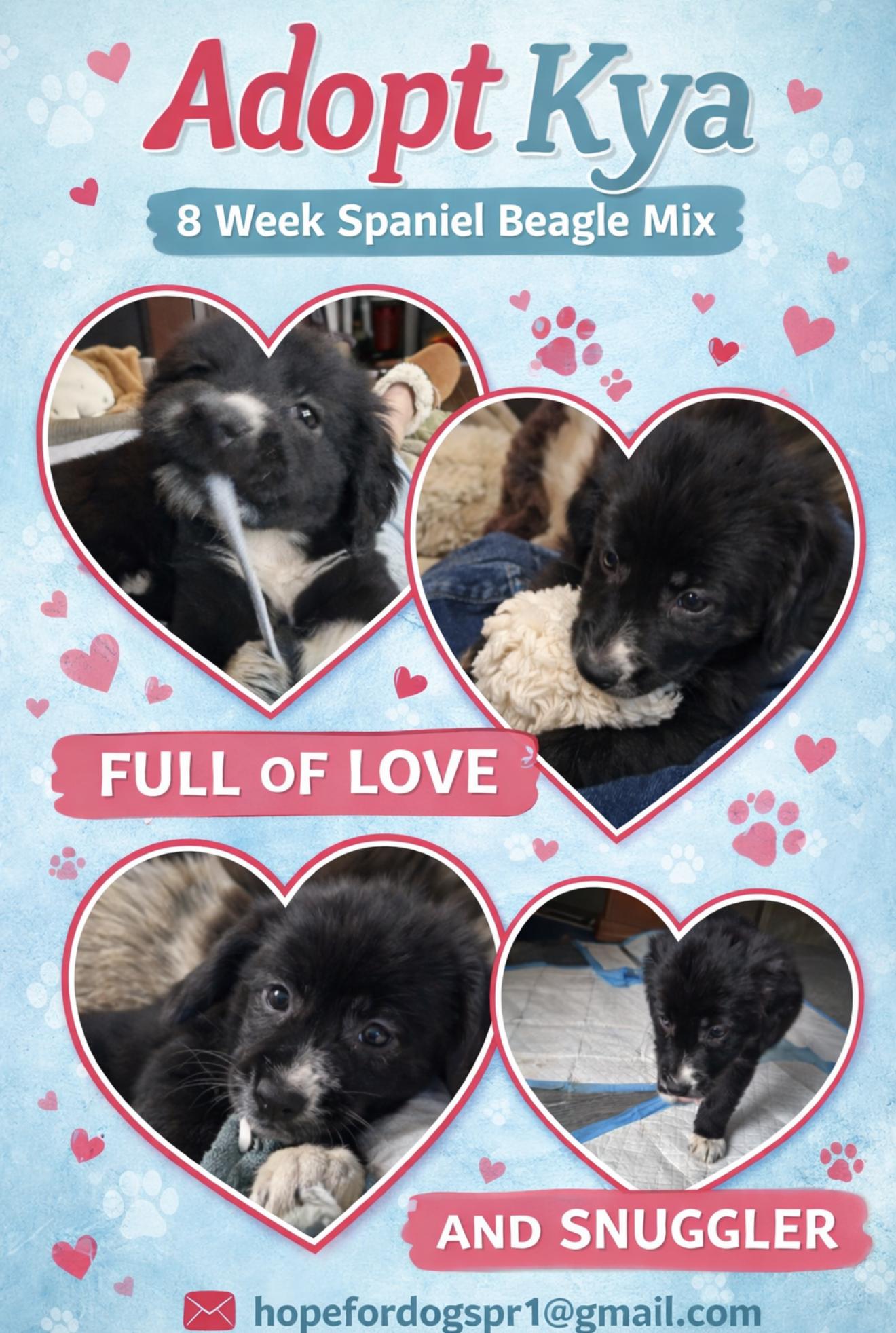 Kya, ADOPTABLE, Puppy Female Spaniel.