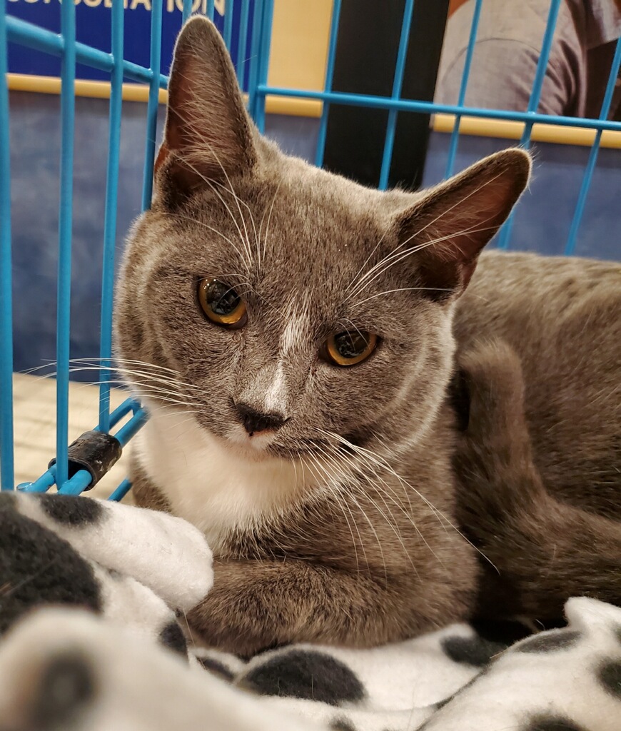 Enlarge Shadow, a Adoptable Domestic Short Hair in Winchester, VA image 1/1