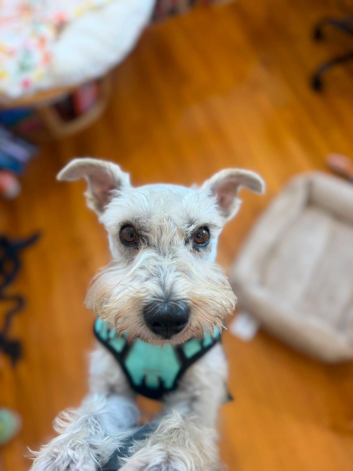 Bruno, a Adoptable Miniature Schnauzer in San Diego, CA image 5/6