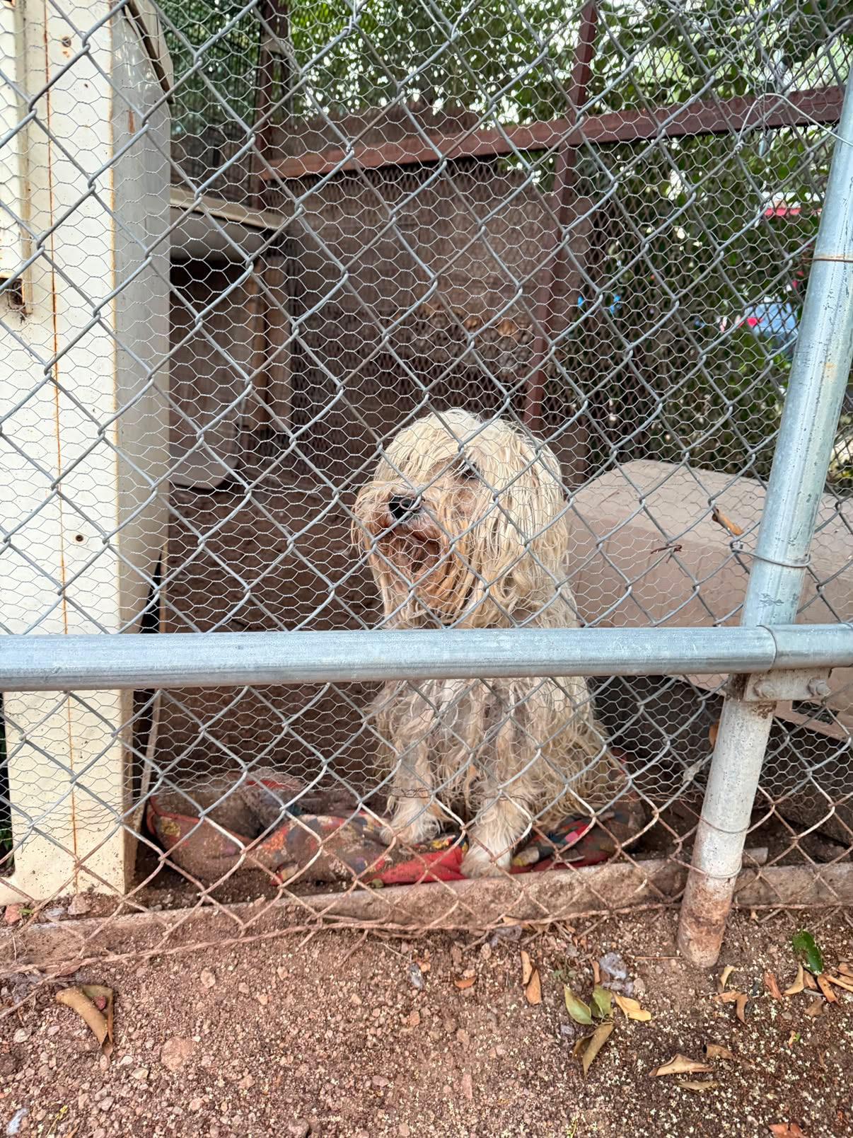 Bruno, a Adoptable Miniature Schnauzer in San Diego, CA image 6/6