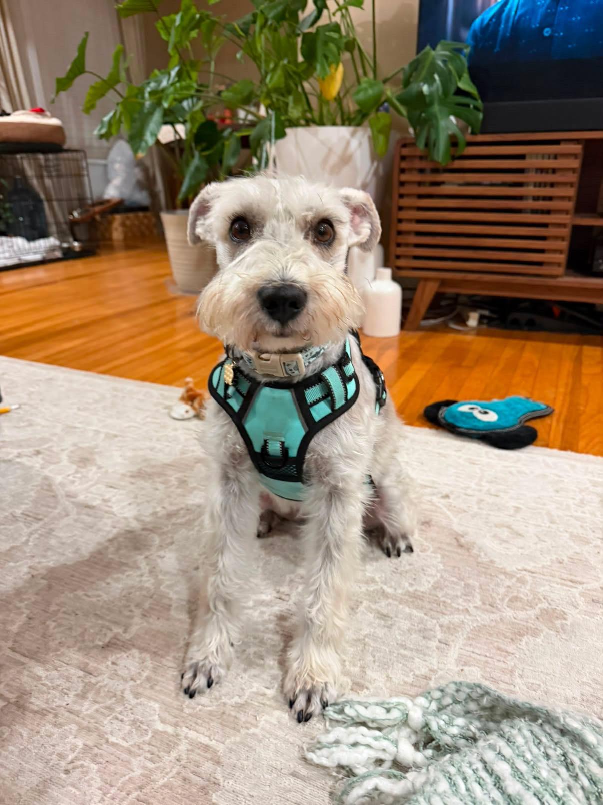 Bruno, Adoptable, Adult Male Miniature Schnauzer.
