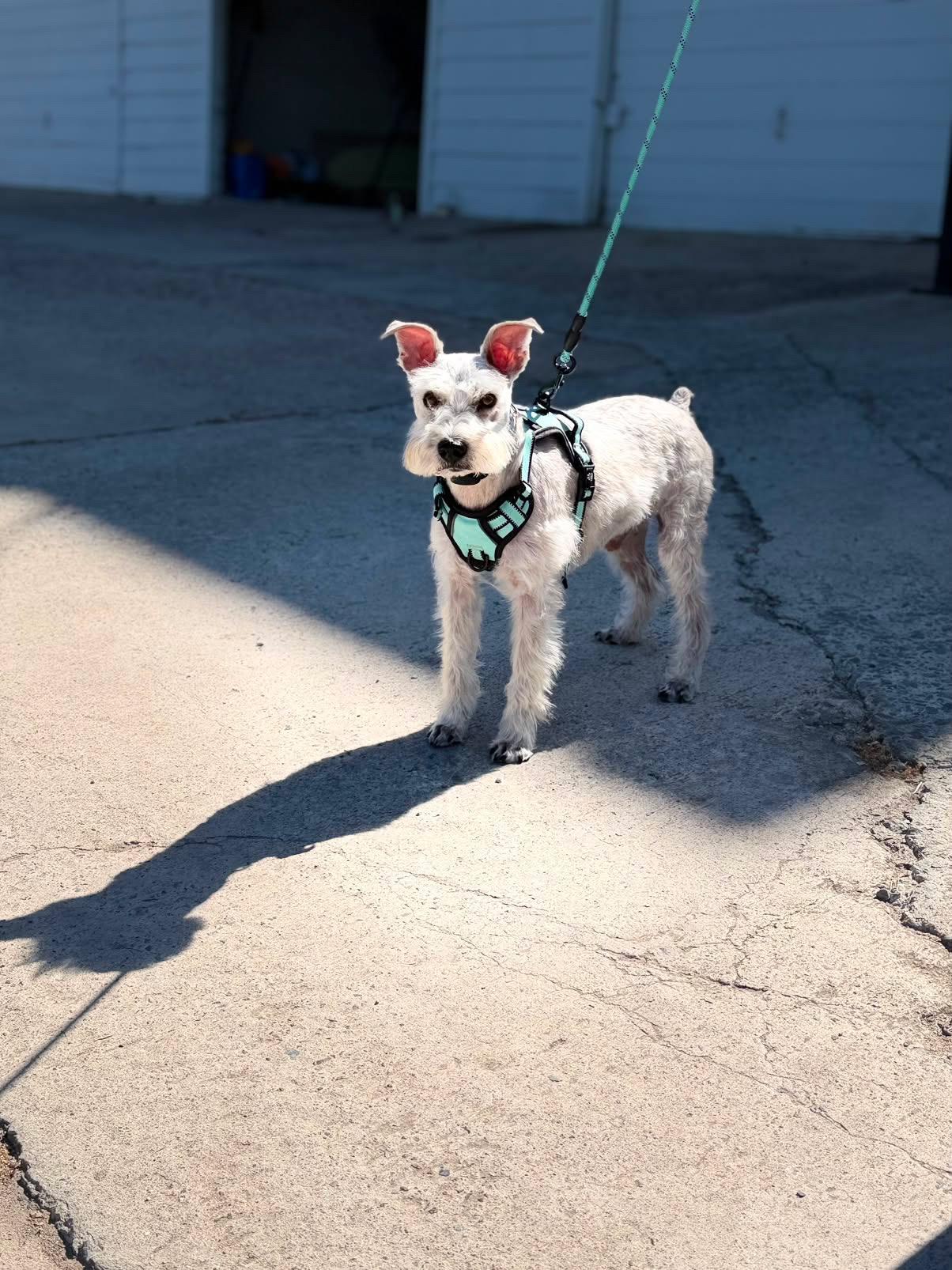 Bruno, a Adoptable Miniature Schnauzer in San Diego, CA image 2/6