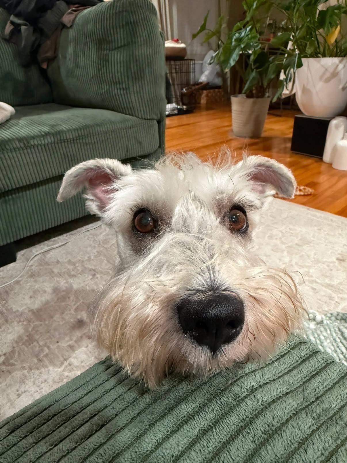 Bruno, a Adoptable Miniature Schnauzer in San Diego, CA image 3/6
