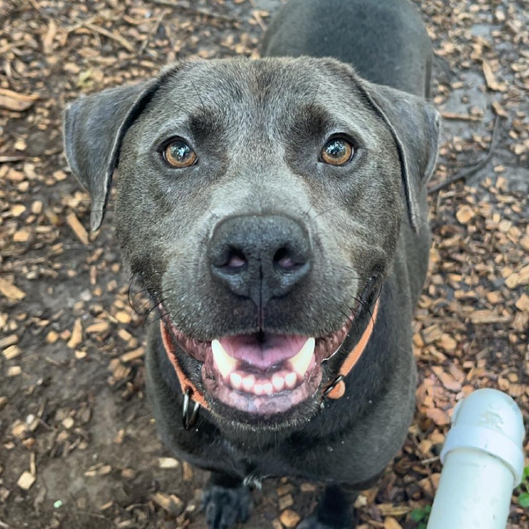 PupPup, a Adoptable Pit Bull Terrier in Walden, NY image 2/5