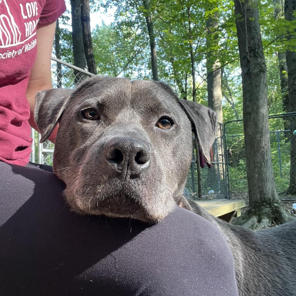PupPup, a Adoptable Pit Bull Terrier in Walden, NY image 4/5