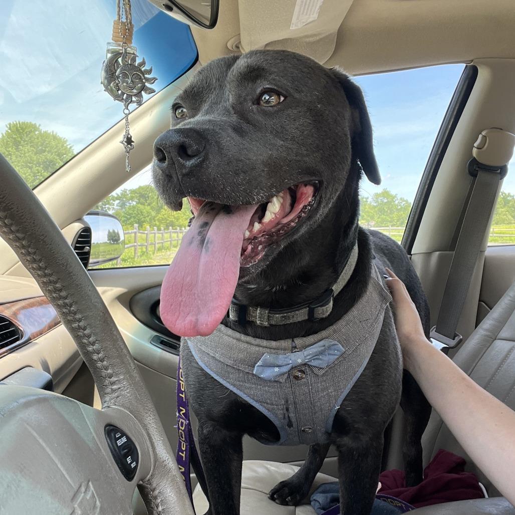 PupPup, a Adoptable Pit Bull Terrier in Walden, NY image 5/5