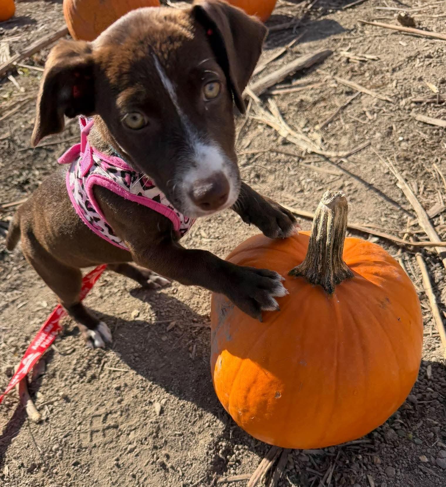 Enlarge Mariposa, a Adoptable mixed breed in Clatskanie, OR image 2/6