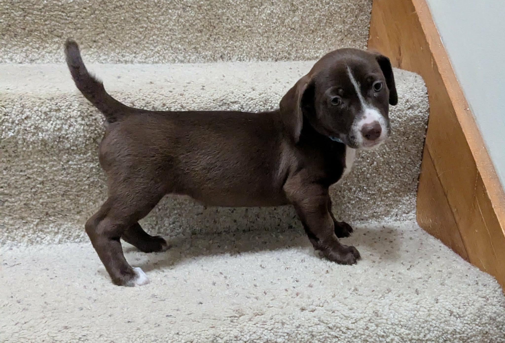 Mariposa, Adoptable, Puppy Female Chihuahua & American Staffordshire Terrier.
