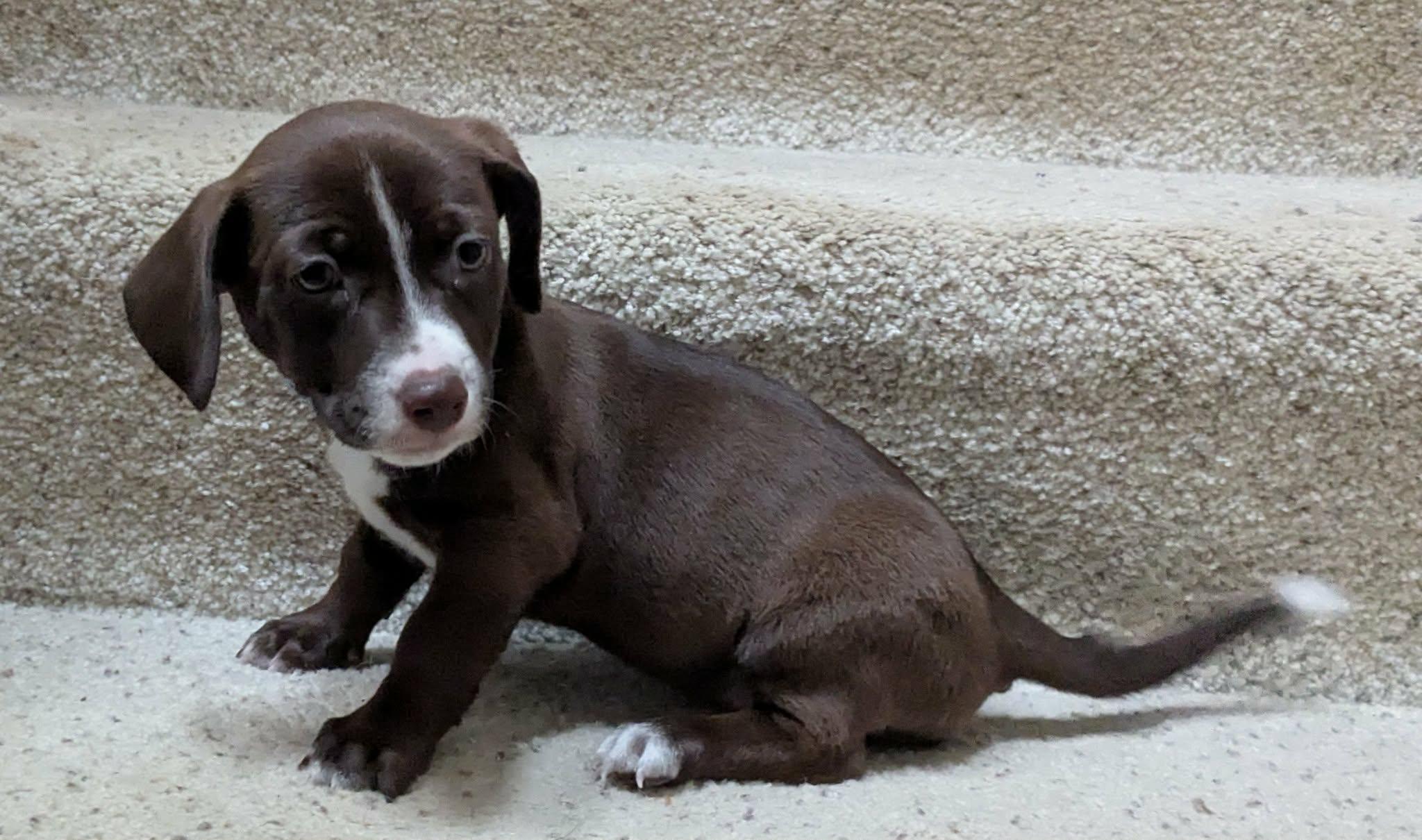 Enlarge Mariposa, a Adoptable mixed breed in Clatskanie, OR image 6/6