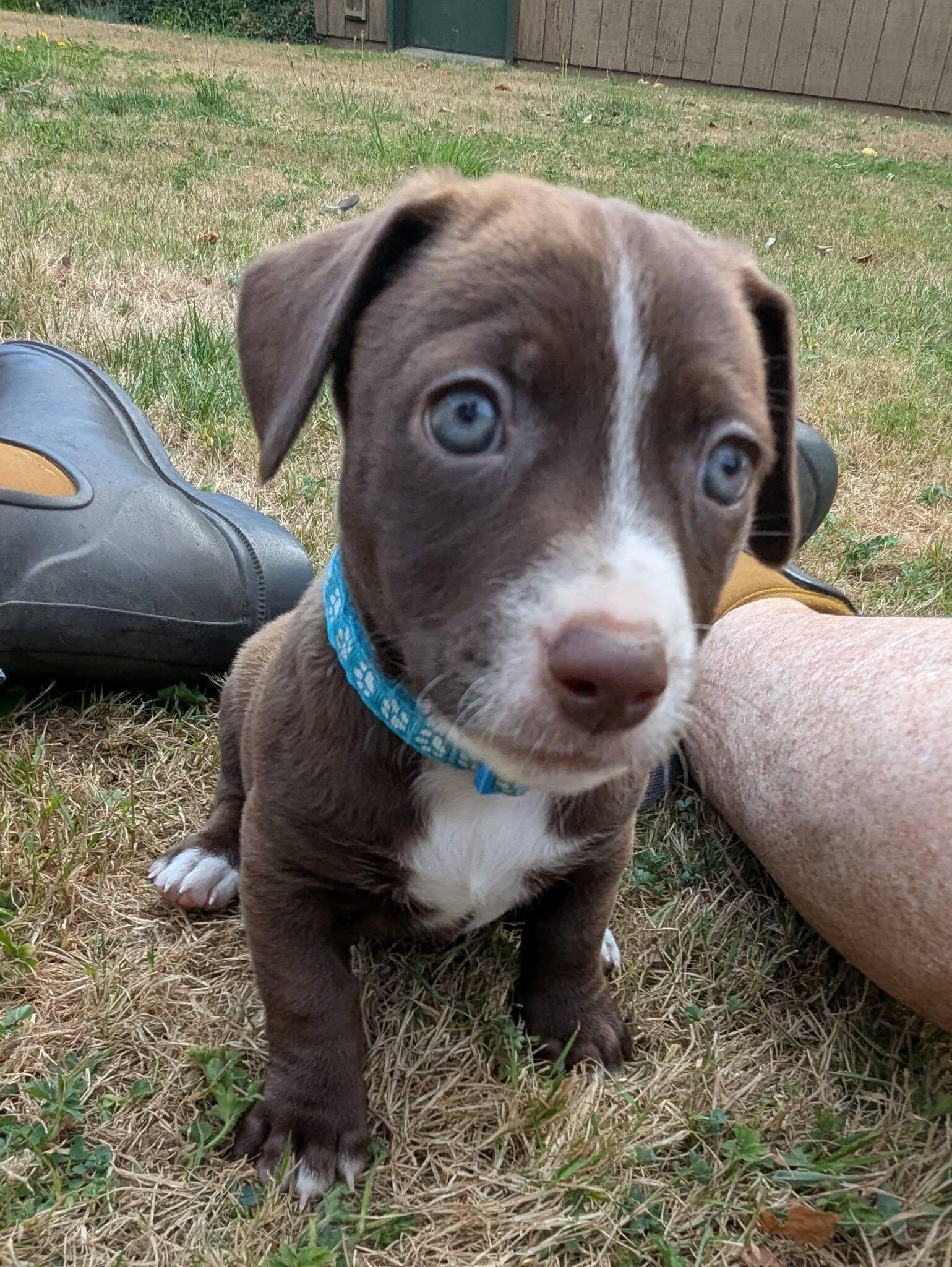 Enlarge Mariposa, a Adoptable mixed breed in Clatskanie, OR image 2/6