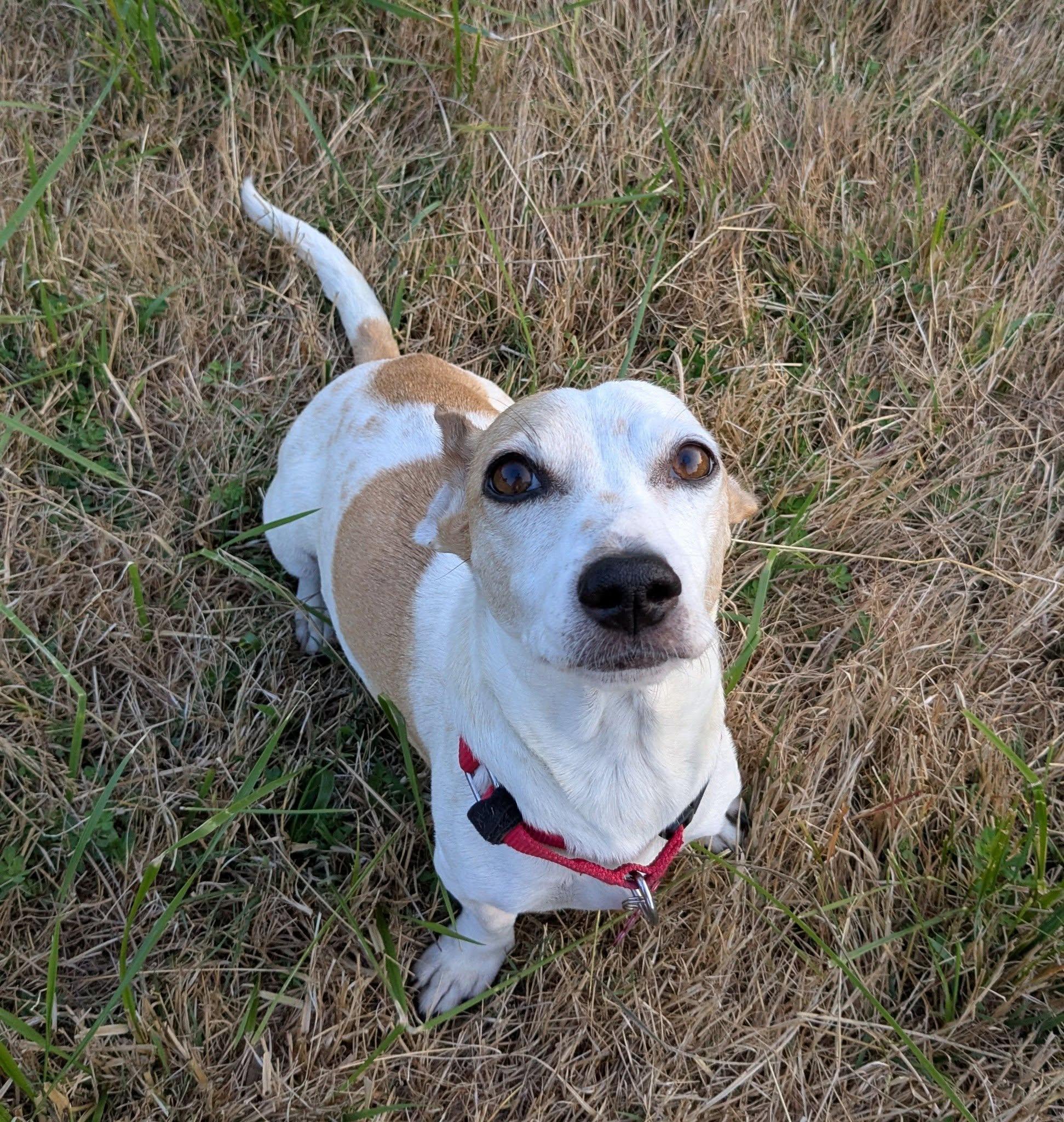 Enlarge Mariposa, a Adoptable mixed breed in Clatskanie, OR image 3/6