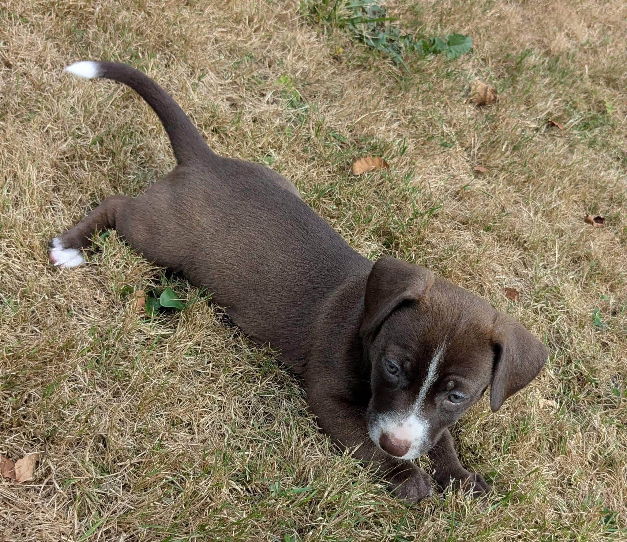 Enlarge Mariposa, a Adoptable mixed breed in Clatskanie, OR image 4/6