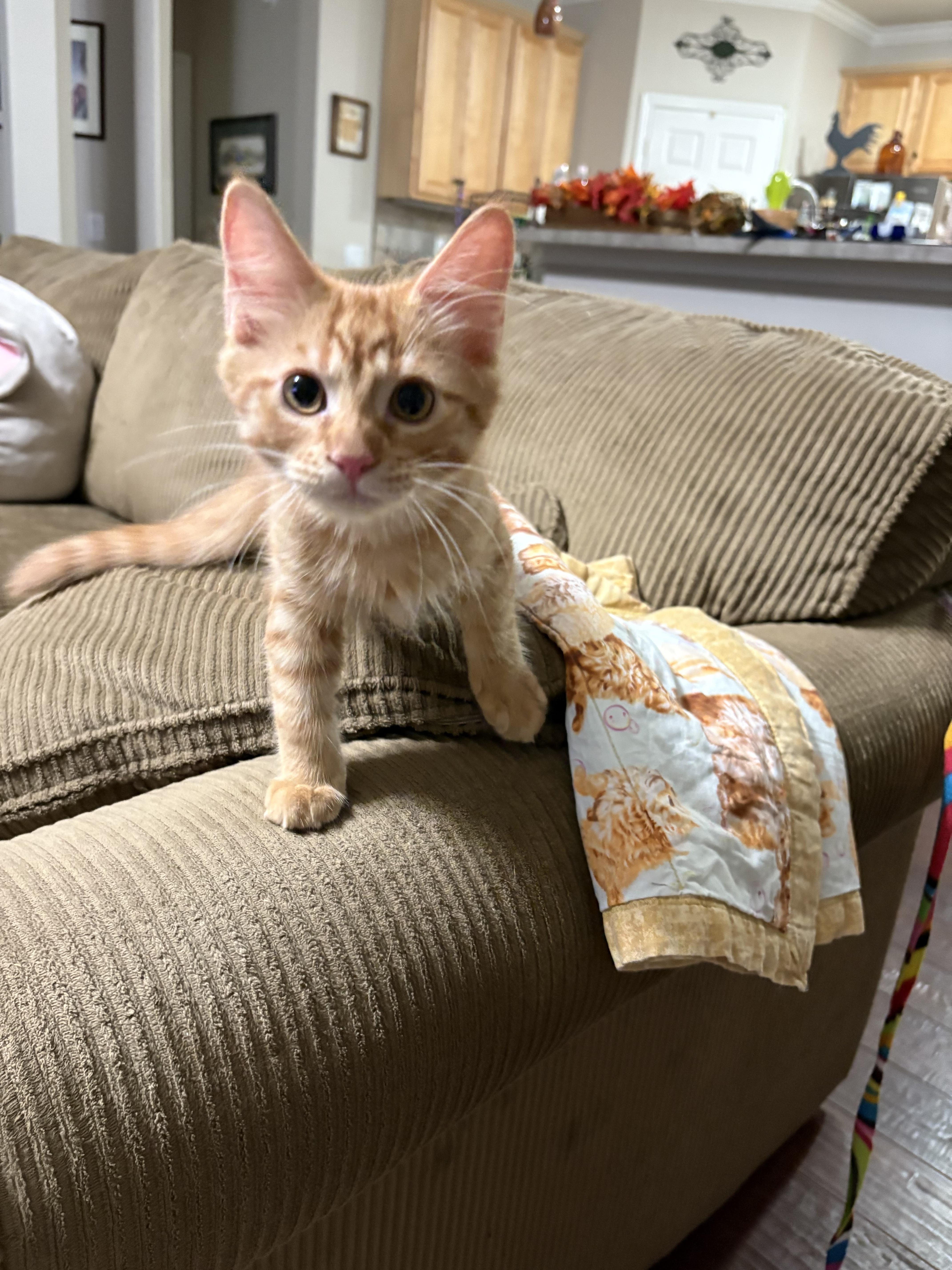 Jack - North Conroe Petsmart