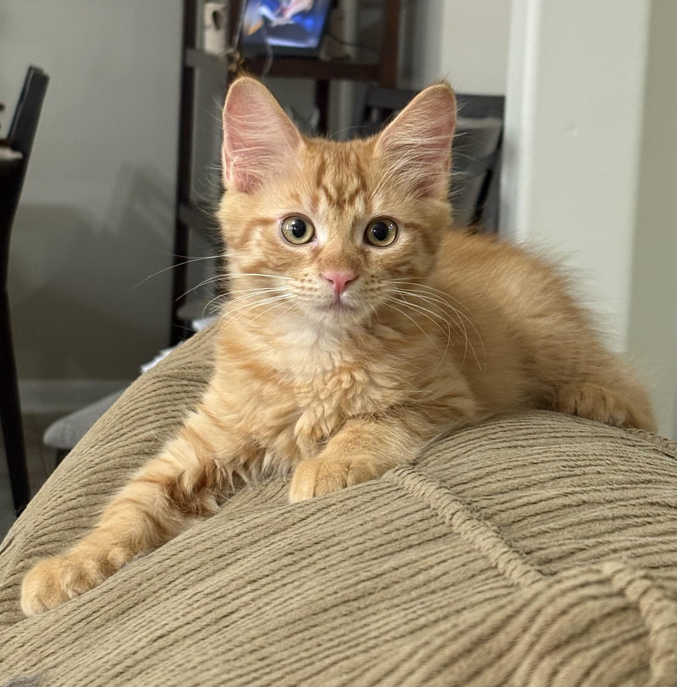 Jack - North Conroe Petsmart