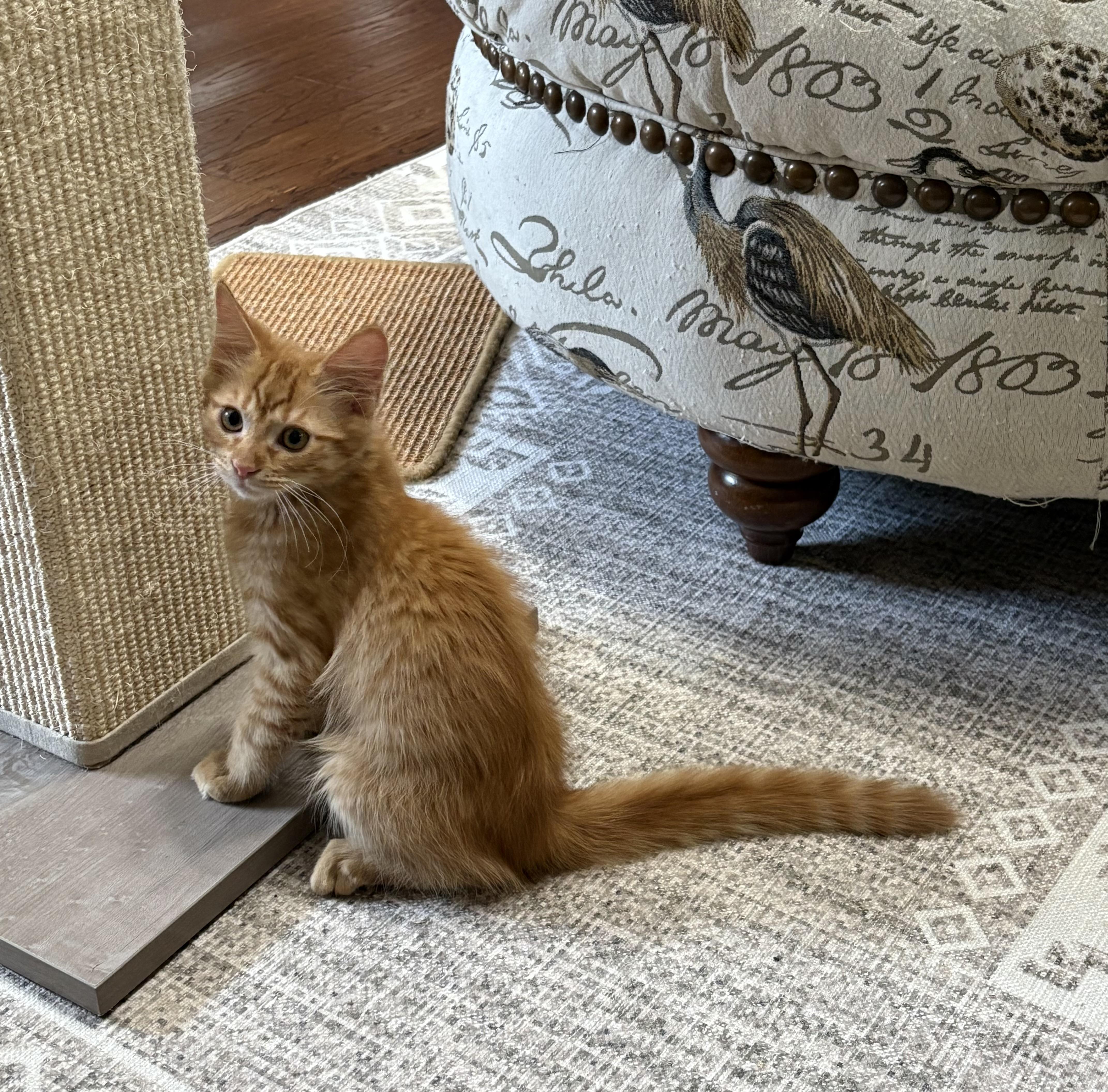 Jack - North Conroe Petsmart