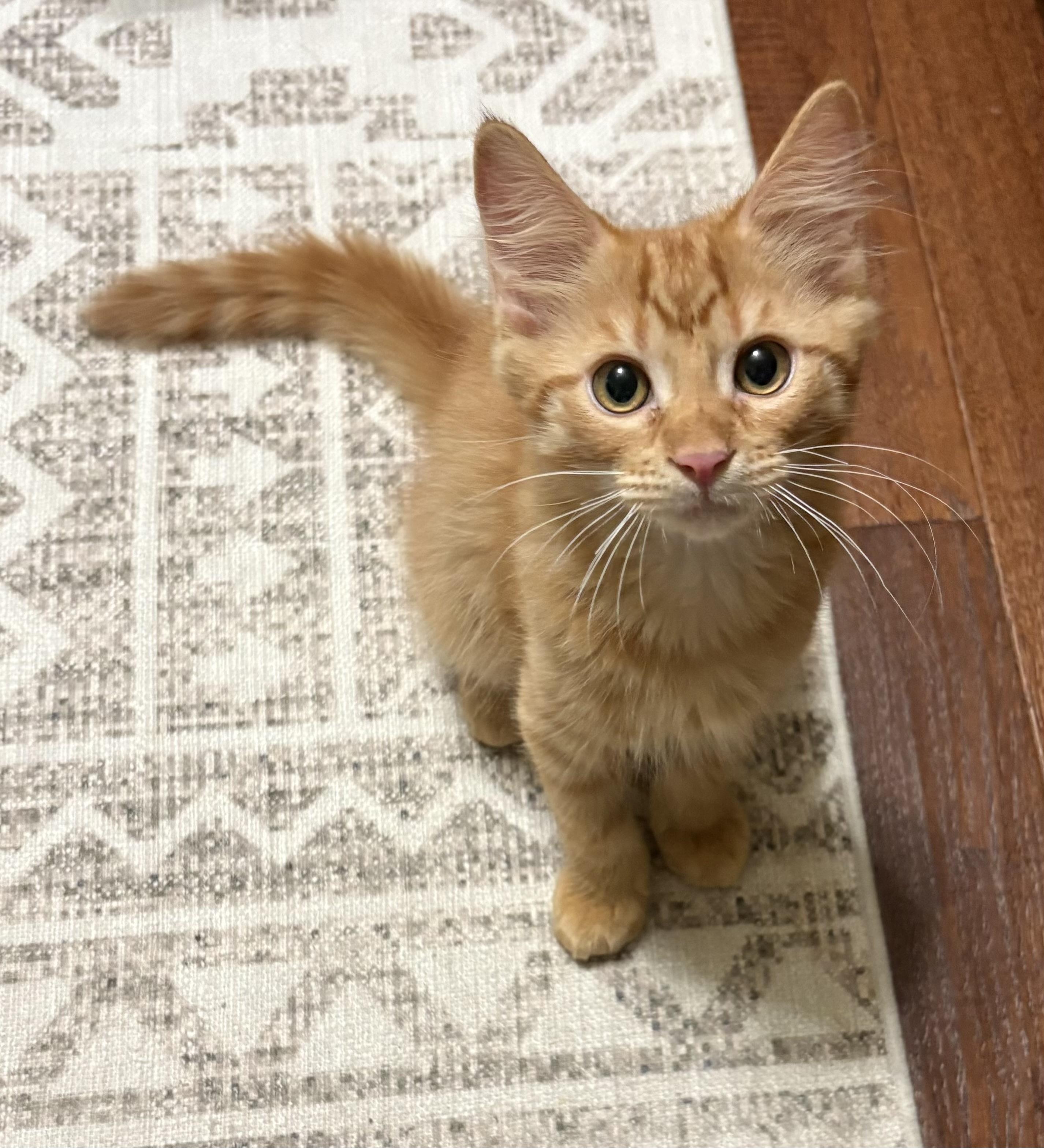 Jack - North Conroe Petsmart