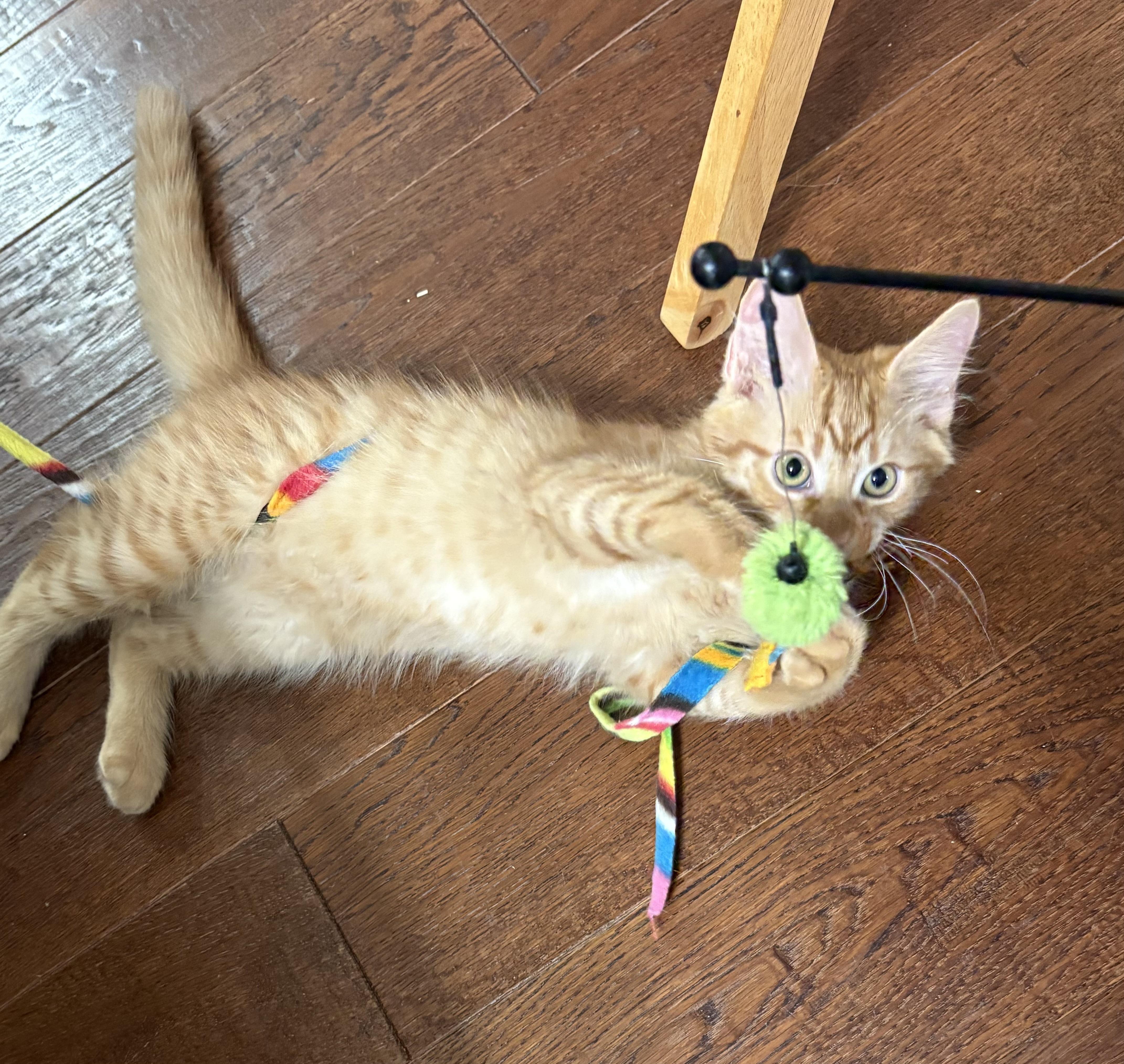 Jack - North Conroe Petsmart