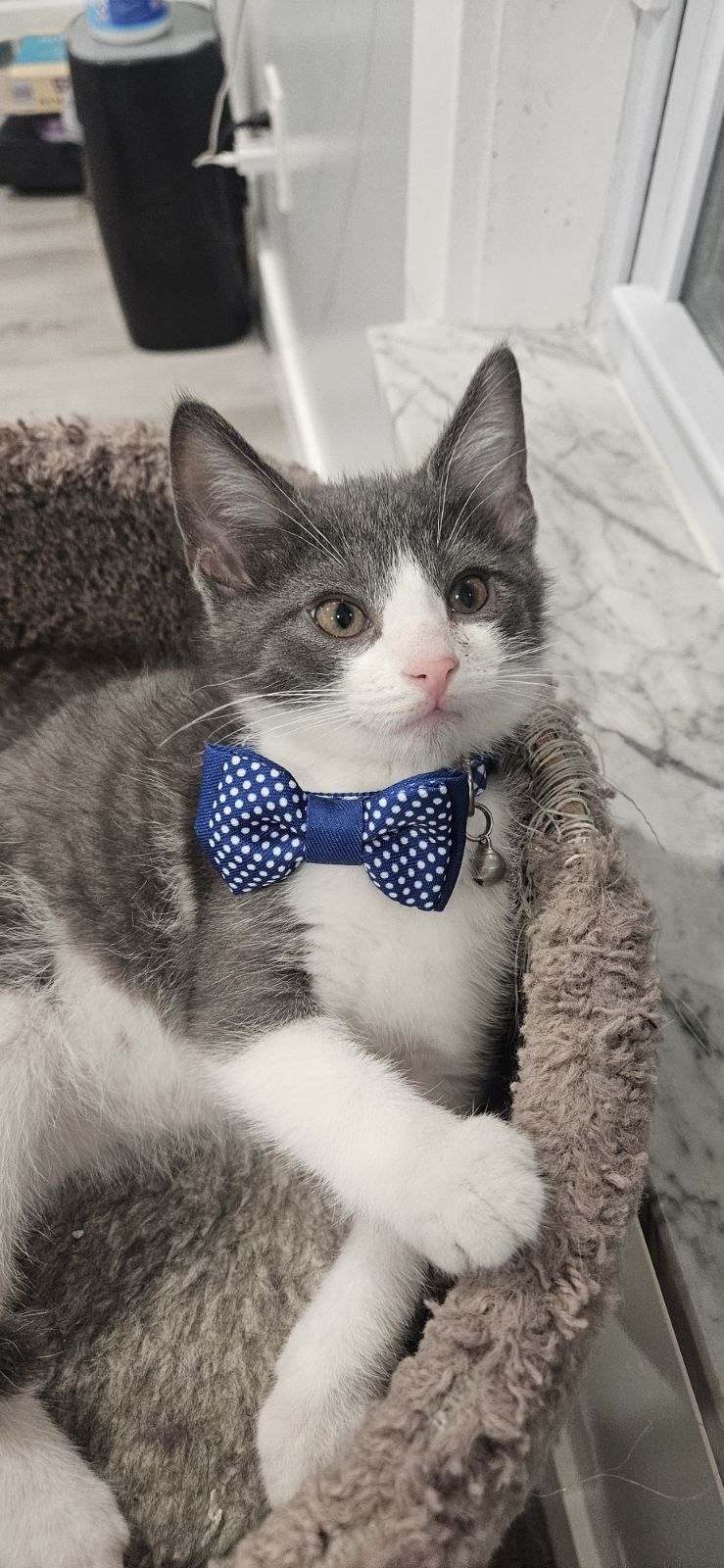 Enlarge Boots, a Adopted Domestic Short Hair in Pittsburgh, PA image 3/3