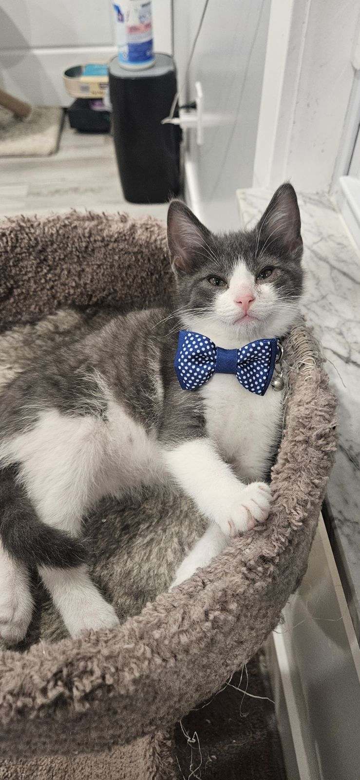 Enlarge Boots, a Adopted Domestic Short Hair in Pittsburgh, PA image 1/3