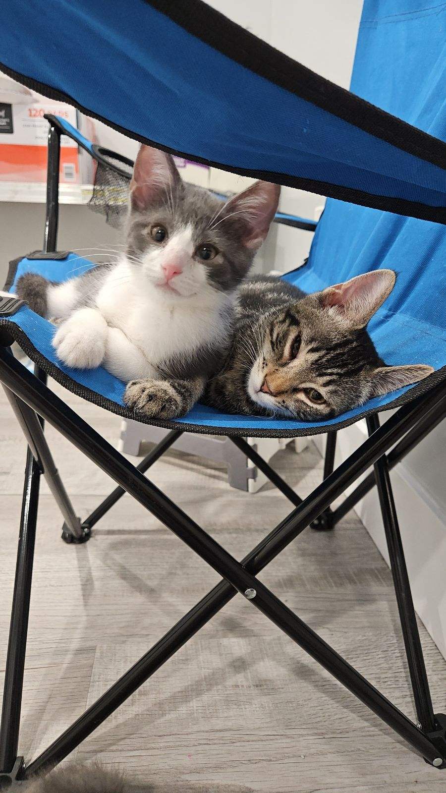 Enlarge Boots, a Adopted Domestic Short Hair in Pittsburgh, PA image 2/3