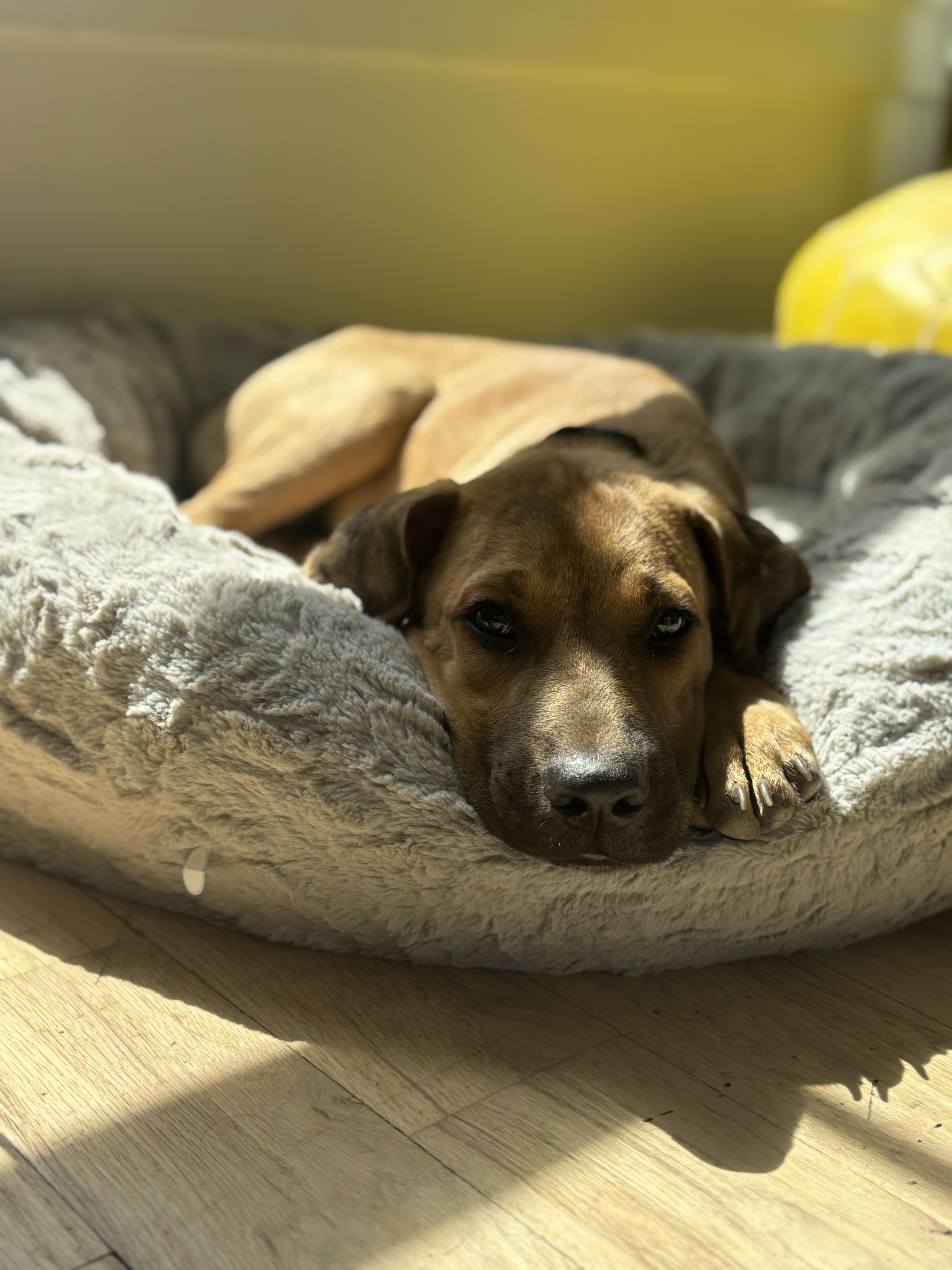 Enlarge BO, a Adopted mixed breed in Glen Rock, NJ image 2/6