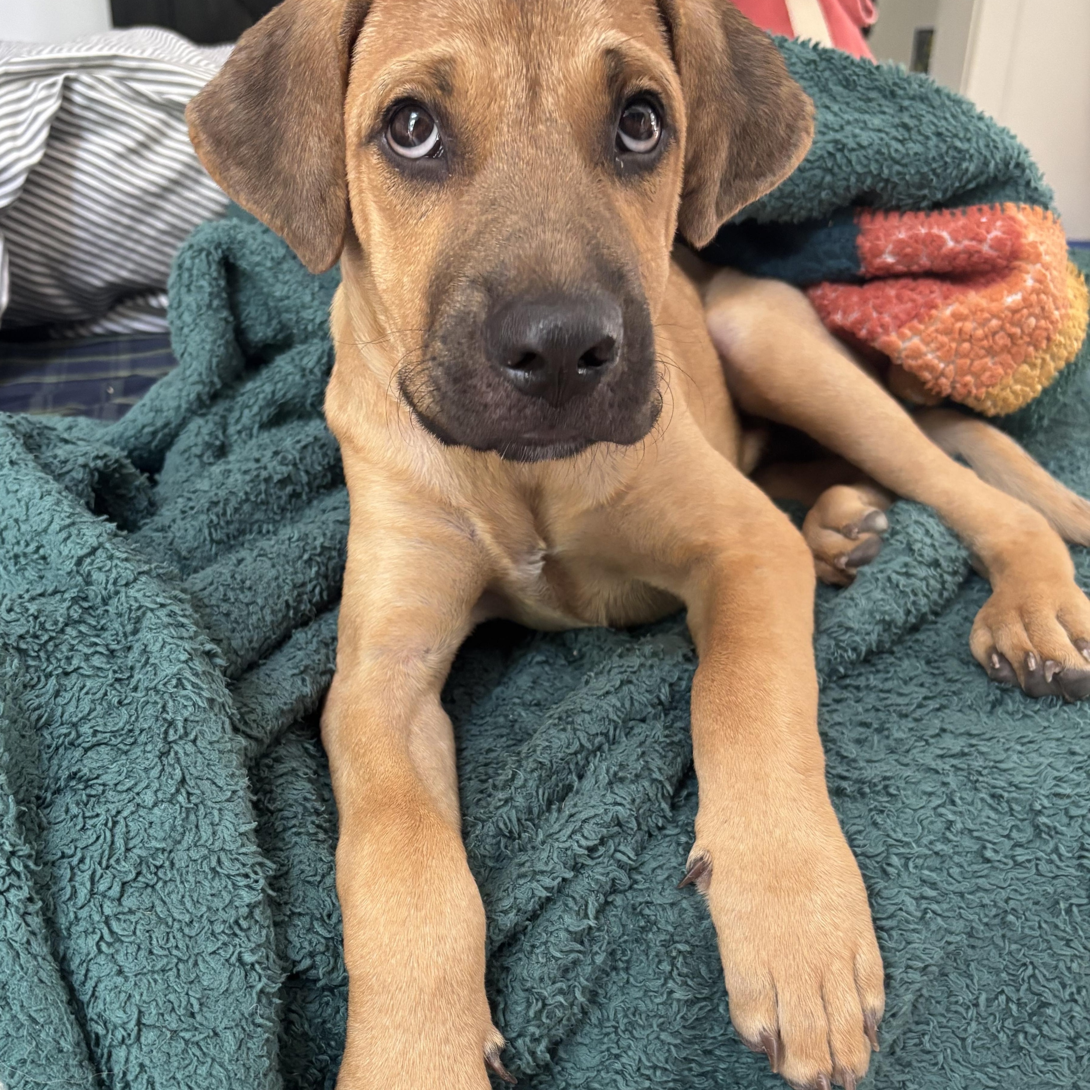 Enlarge BO, a Adopted mixed breed in Glen Rock, NJ image 1/6