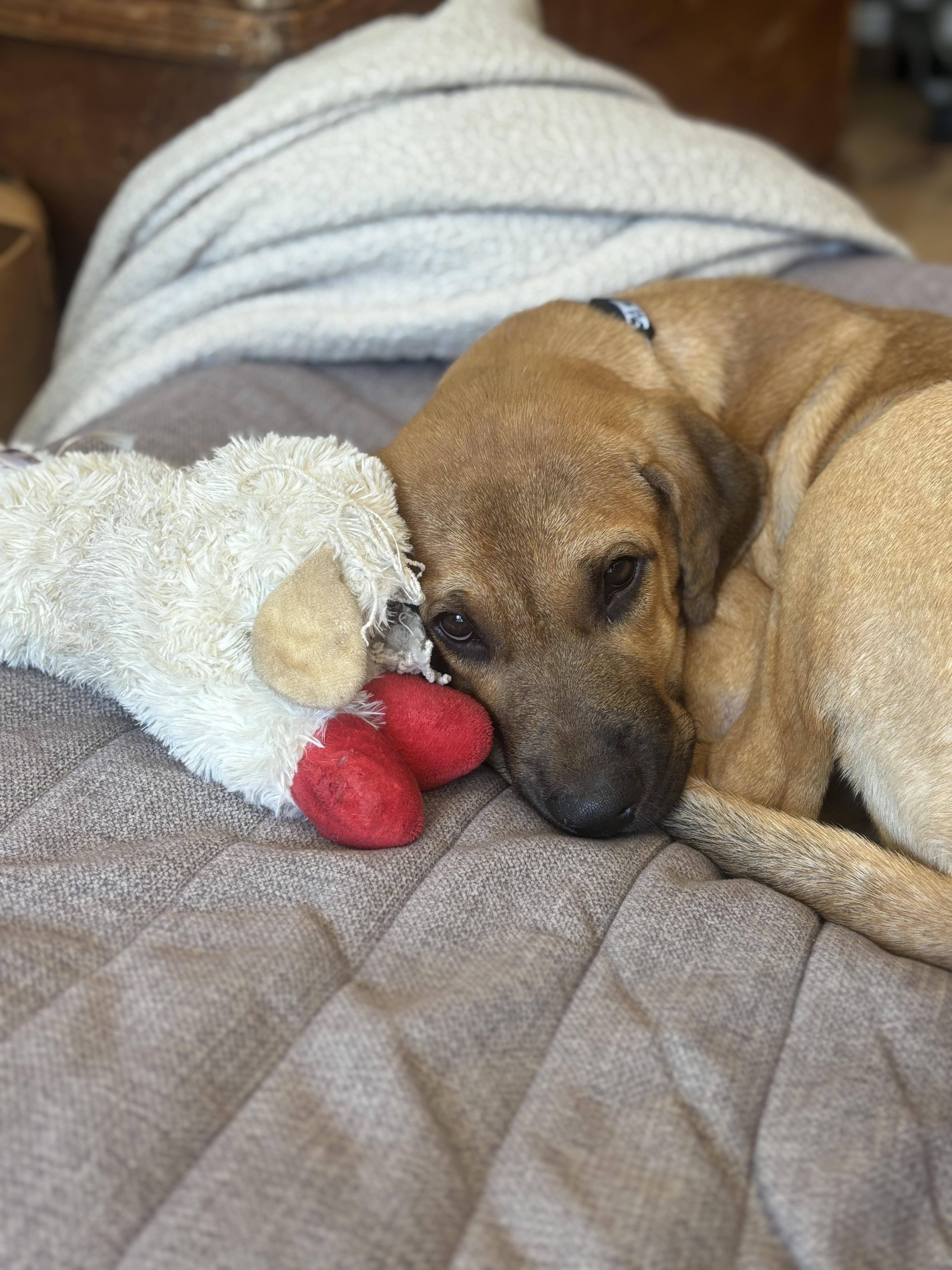 Enlarge BO, a Adopted mixed breed in Glen Rock, NJ image 4/6