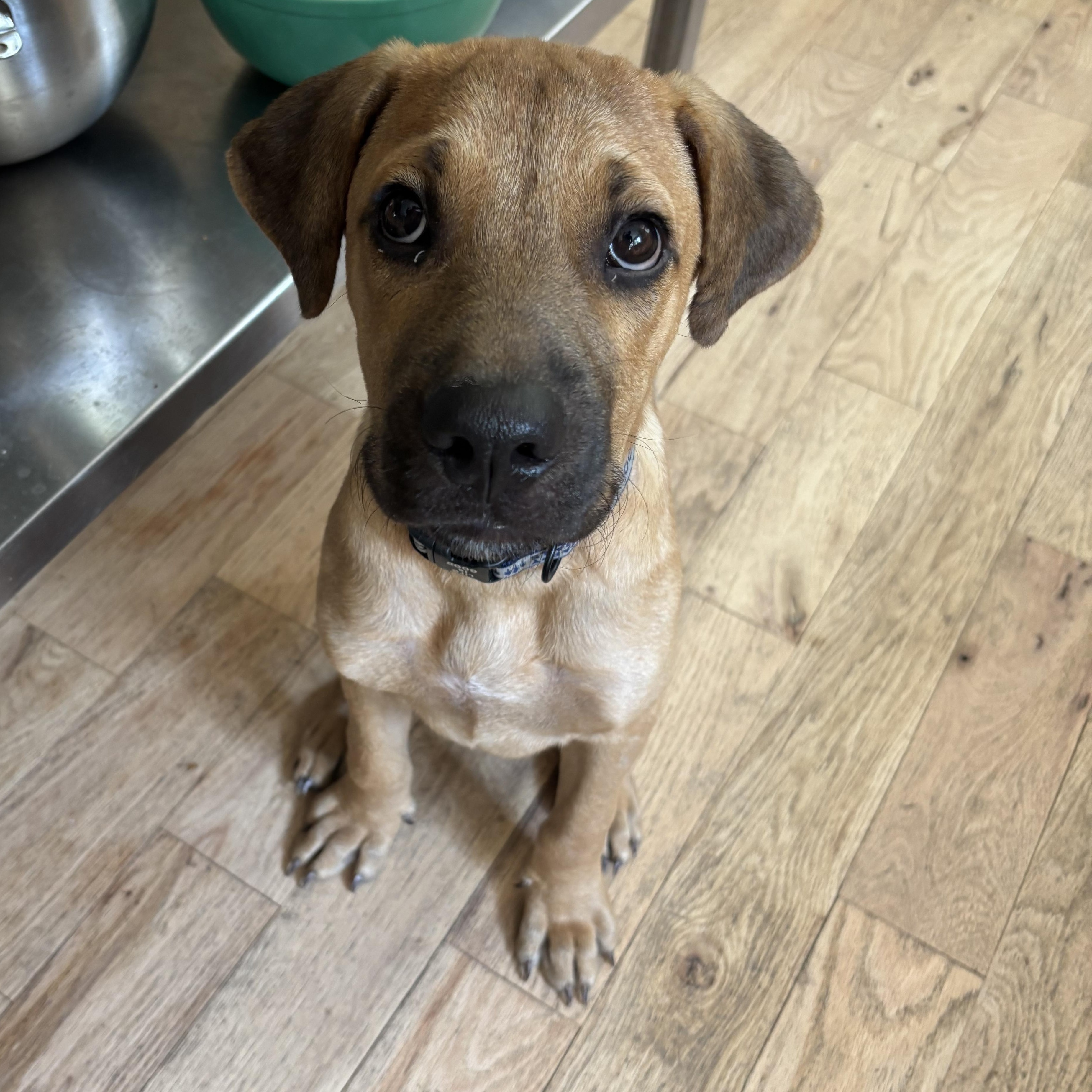 Enlarge BO, a Adopted mixed breed in Glen Rock, NJ image 5/6