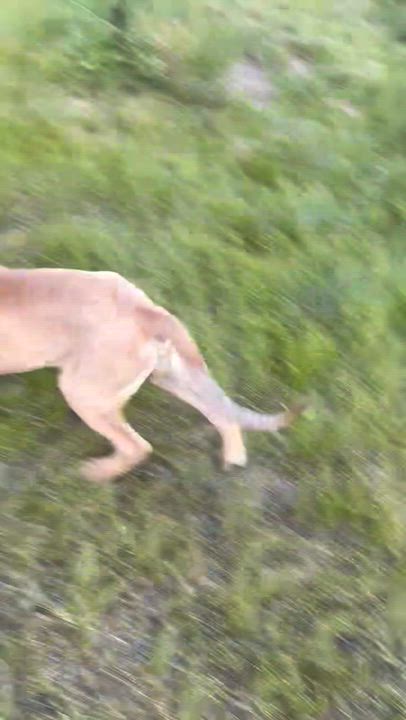 Enlarge BO, a Adopted mixed breed in Glen Rock, NJ video 6/6