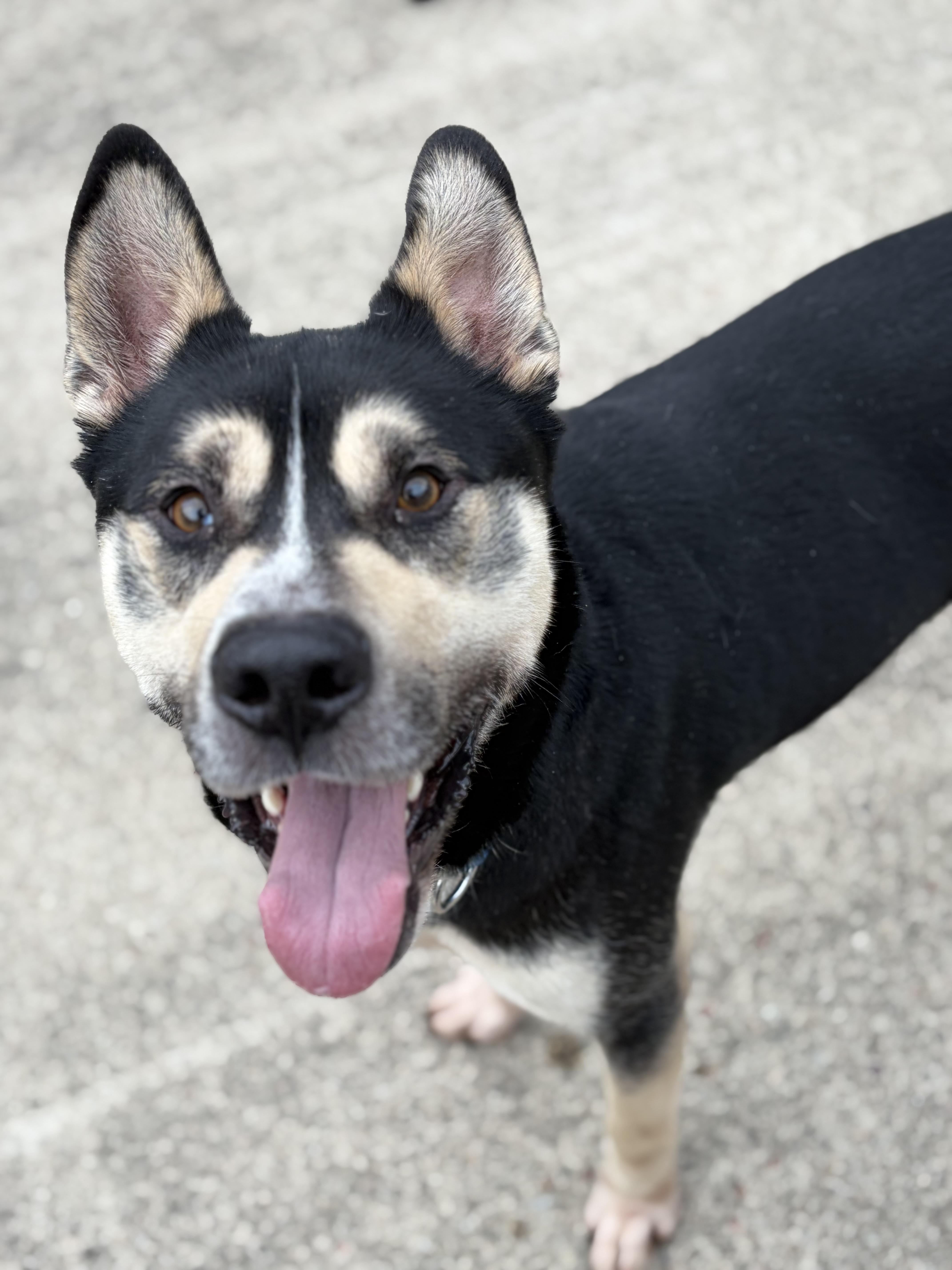 Jacob, ADOPTABLE, Adult Male Siberian Husky.