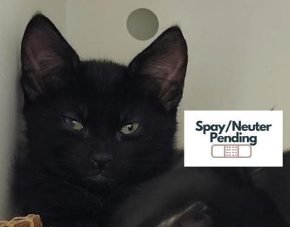 Enlarge Chip, a Adoptable mixed breed in Kalispell, MT image 1/1