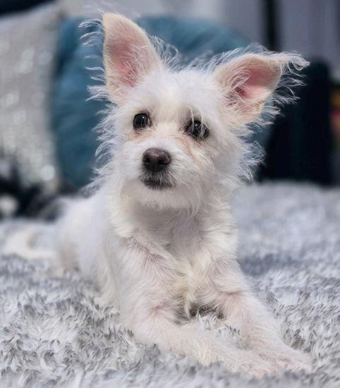 Ophelia, a Adopted mixed breed in Anaheim Hills, CA image 1/3