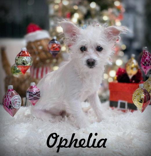 Ophelia, a Adopted mixed breed in Anaheim Hills, CA image 2/3