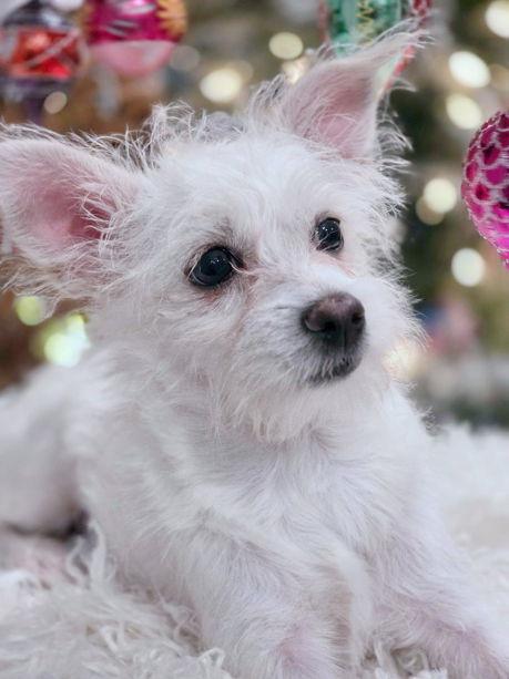 Ophelia, a Adopted mixed breed in Anaheim Hills, CA image 3/3