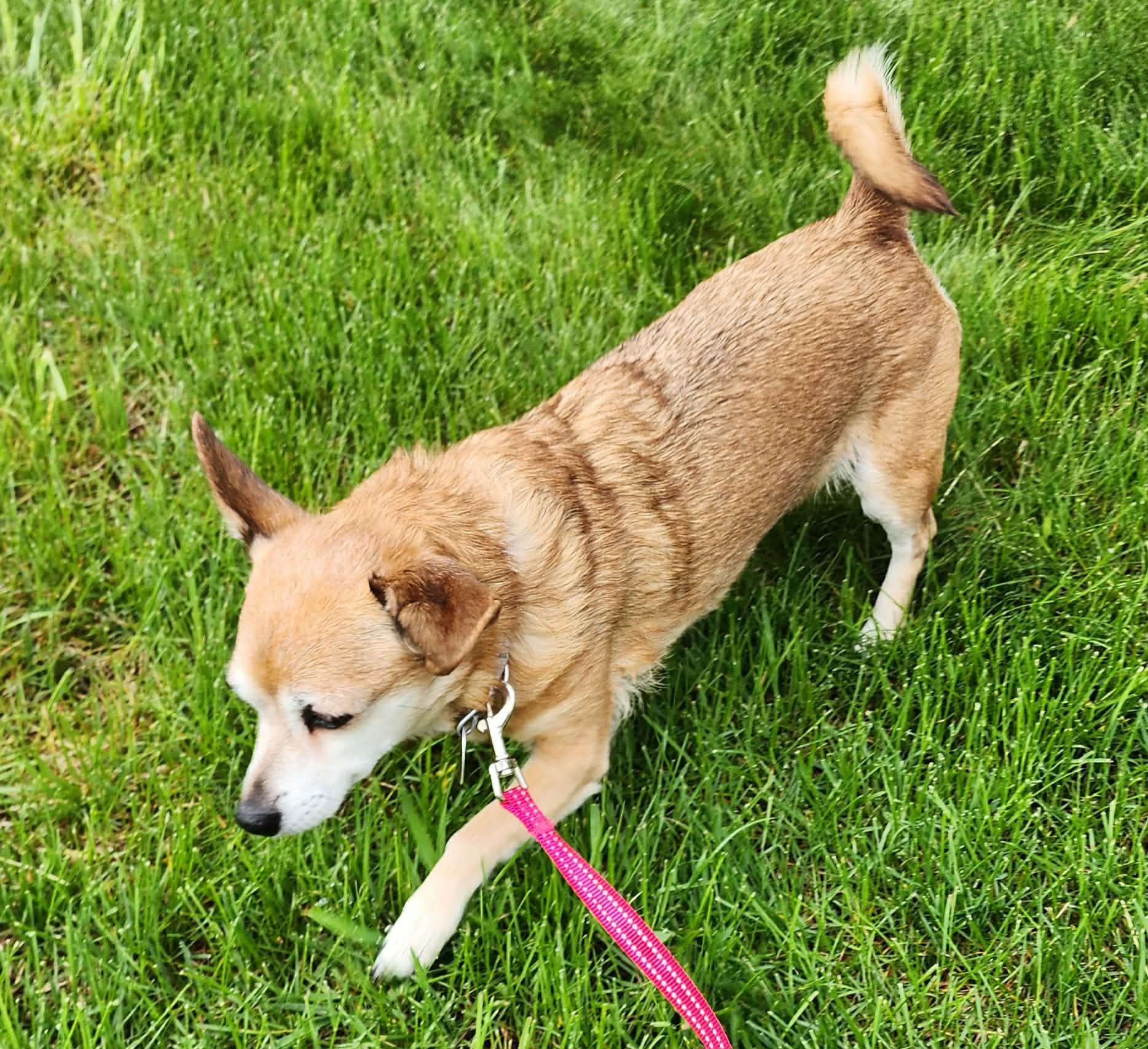 Enlarge Sweet Coco, a ADOPTABLE Chihuahua in Dubuque, IA image 5/5