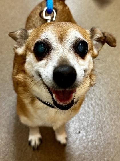 Enlarge Coco, a ADOPTABLE mixed breed in Dubuque, IA image 1/2