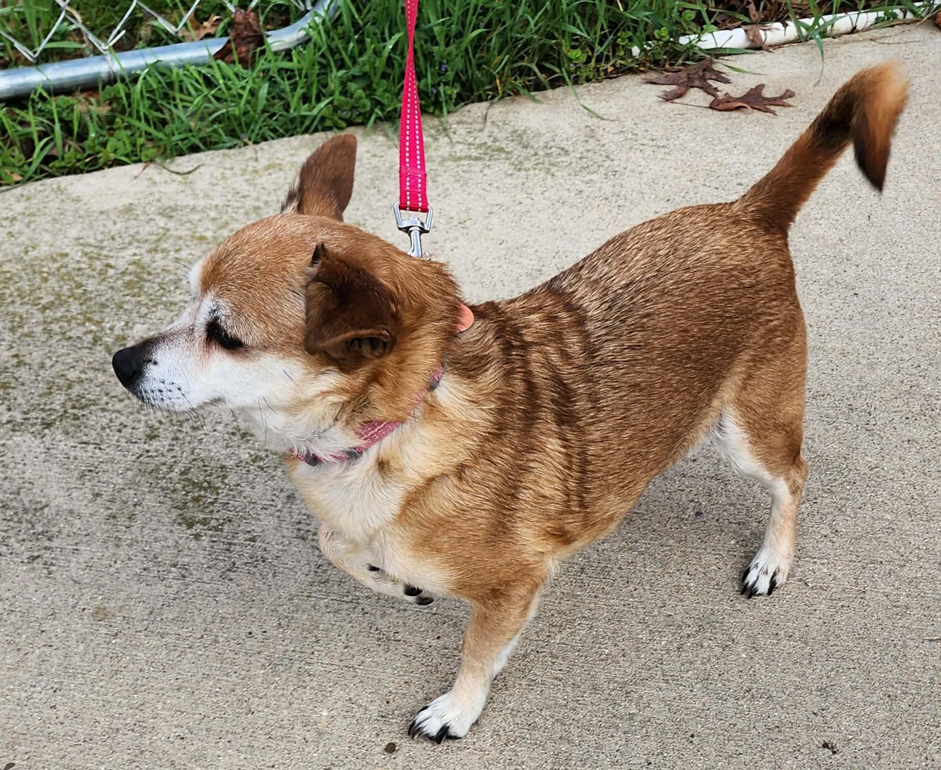 Enlarge Sweet Coco, a ADOPTABLE Chihuahua in Dubuque, IA image 2/5