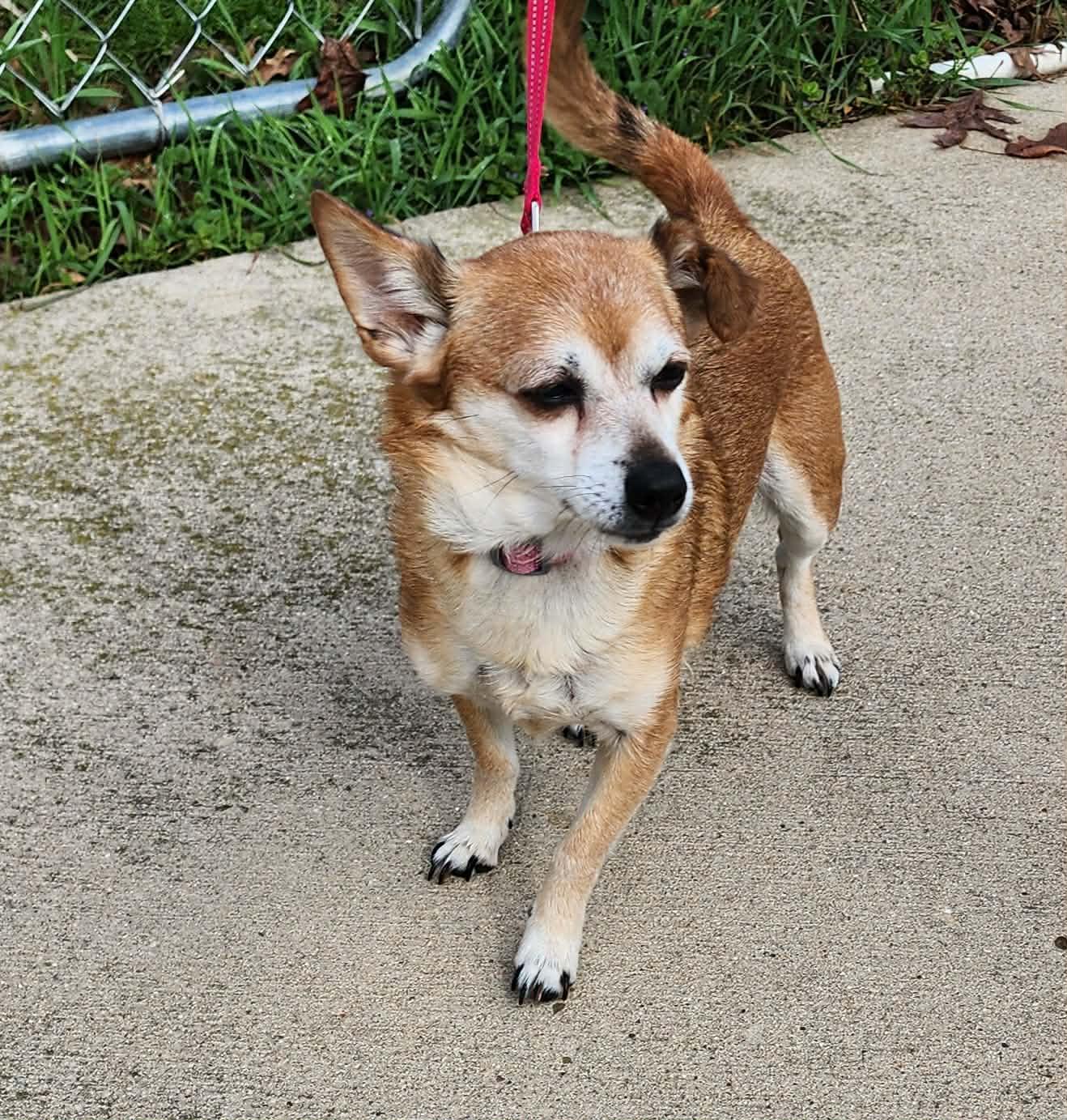 Sweet Coco, ADOPTABLE, Senior Female Chihuahua.