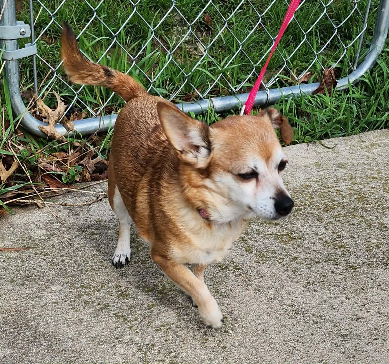 Enlarge Sweet Coco, a ADOPTABLE Chihuahua in Dubuque, IA image 3/5