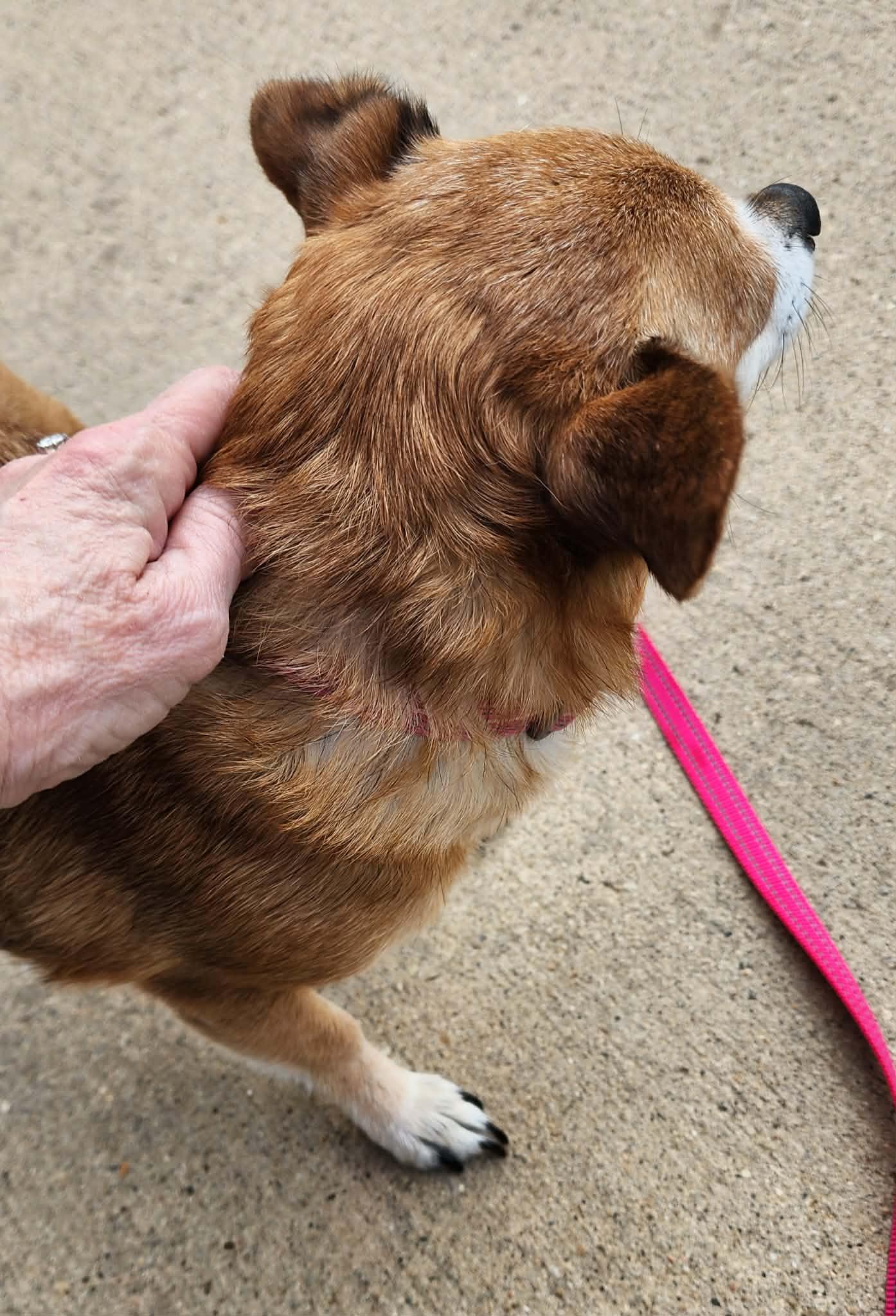 Enlarge Sweet Coco, a ADOPTABLE Chihuahua in Dubuque, IA image 4/5