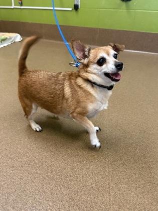 Last Call for Coco, ADOPTABLE, Senior Female Chihuahua.