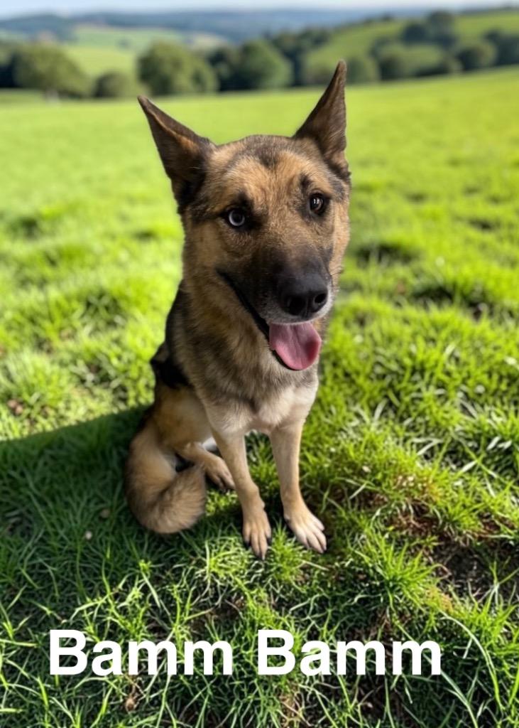 Bam Bam, Adoptable, Young Male German Shepherd Dog.