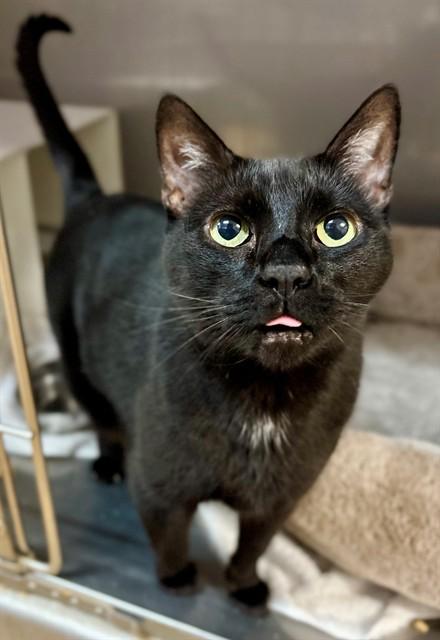 JOHNNY CASH, Adoptable, Senior Male Domestic Short Hair.
