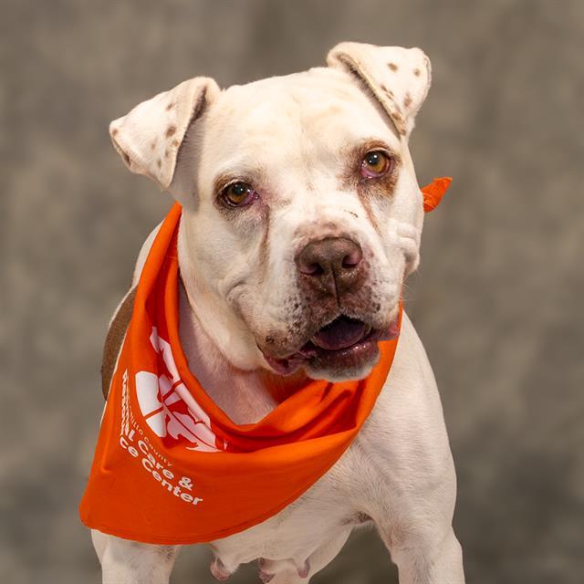 COVER GIRL, Adoptable, Adult Female Pit Bull Terrier & Mixed Breed.