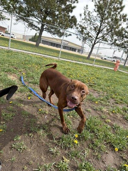 Enlarge Cherry Bomb, a Adoptable mixed breed in Scottsbluff, NE image 1/3
