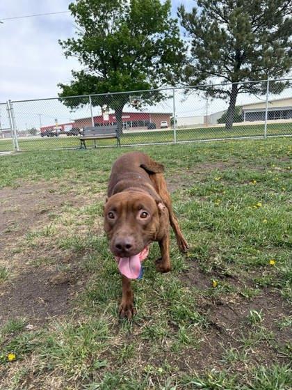 Enlarge Cherry Bomb, a Adoptable mixed breed in Scottsbluff, NE image 2/3