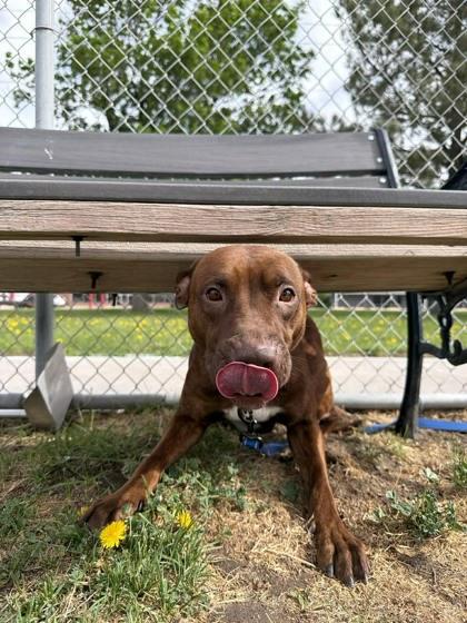 Enlarge Cherry Bomb, a Adoptable mixed breed in Scottsbluff, NE image 3/3
