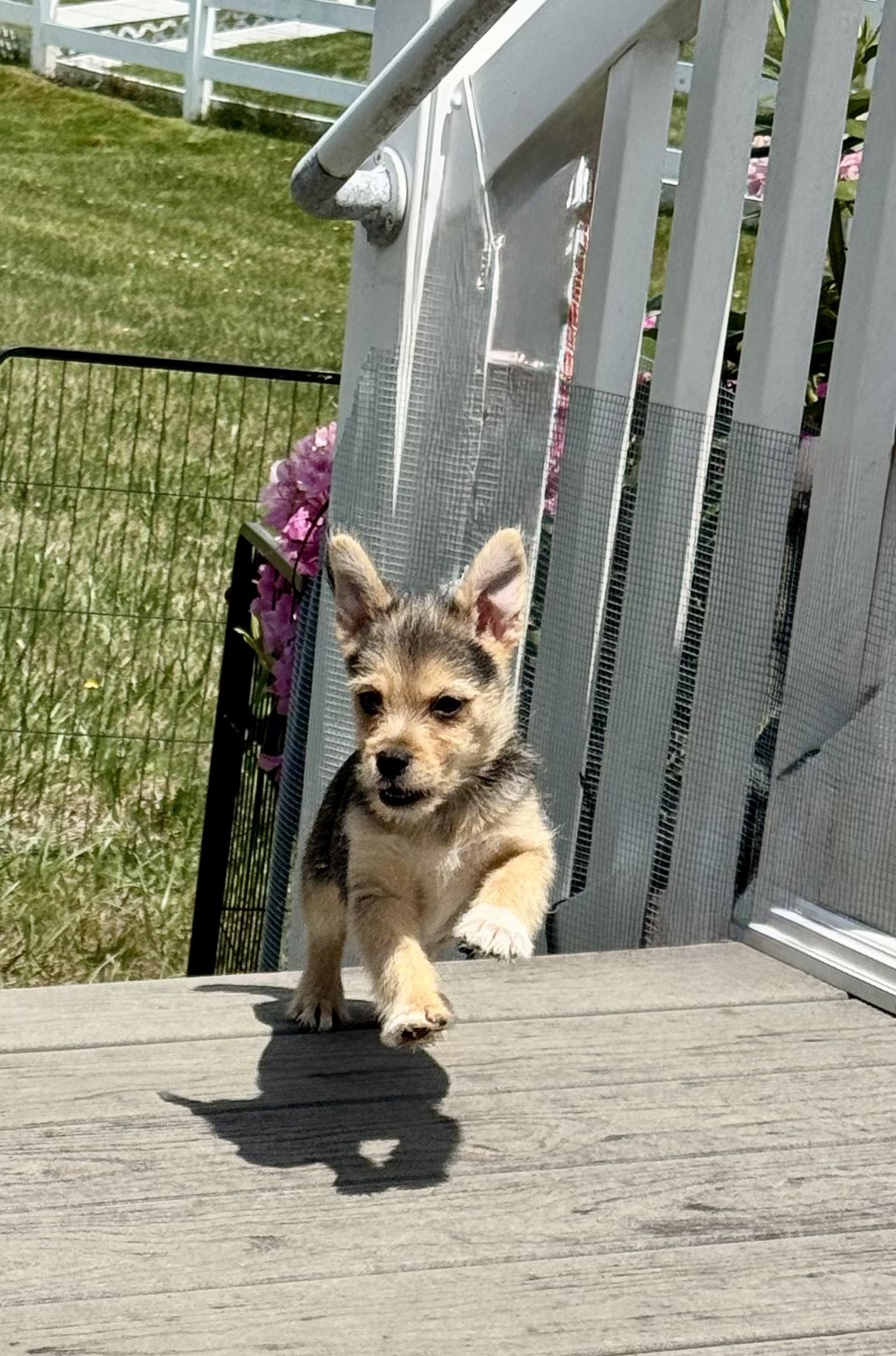 Enlarge Coral, a Adoptable mixed breed in Millsboro, DE image 6/6